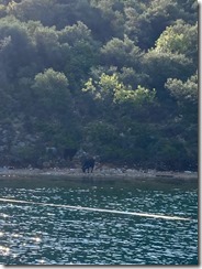 goat port leonne goat port leonne